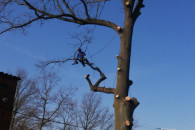 Pielęgnacja i wycinka drzew pinistycznie