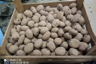 Ziemniaki Irga podkiełkowane 30-50 mm
