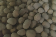 NoZiemniaki soraya wielkości sadzeniaka