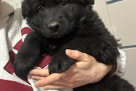 Owczarek Niemiecki Długowłosy