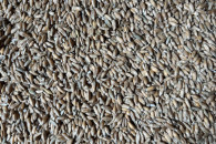 Sprzedam pszenżyto ozime