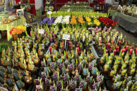 Rośliny cebulowe, iglaki, centrum ogrodnicze