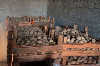 Sprzedam ziemniaki sadzieniaki