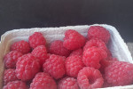 Maliny