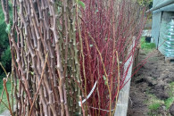 Kosztela,Antonowka Reneta i inne stare odmiany