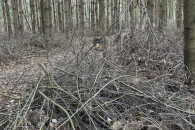 Gałęzie na rębak za darmo