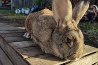 Królik samica zajęczak