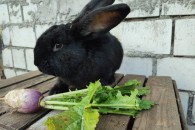 Króliki młode, samce i samice