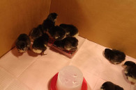 Kurczaki rasy australorp