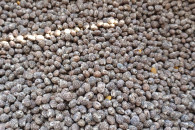 Sprzedam łubin gorzki