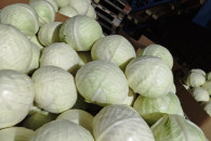 Praca do kapusty białej