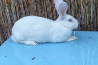 króliki termondzkie białe