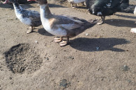 Kaczki Francuskie różne kolory