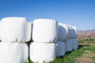 Baloty z lucerny sianokiszonka