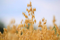 Zboża tegoroczne z centrali owies