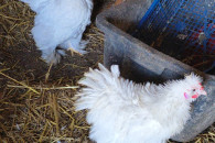 Sprzedam kury kochin