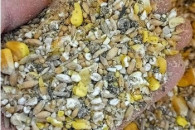 Ziarno różne przyjmę.