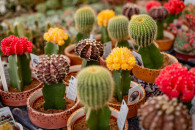 Centrum ogrodnicze KOLOROWA RABATKA BŁASZKI