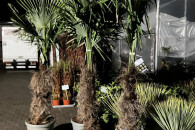 Palmy egzotyczne, szorstkowiec