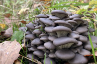 Las mieszany z gruntem 2,16 ha