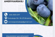Borówka amerykańska