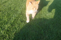 Kotek wysterylizowany