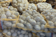 ZIEMNIAKI LORD, DENAR, SORAYA, IGNACY, GWIAZDA