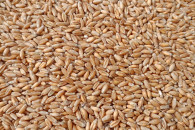 Sprzedam pszenżyto ozime Belcanto