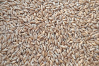 Sprzedam pszenżyto ozime Rotondo