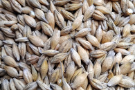 Jęczmień jary odmiana Ella.