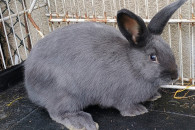 Króliki niebieskie wiedeński