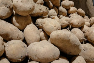 Ziemniaki paszowe workowane BigBag TANIO