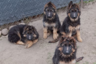 Owczarki Niemieckie Długowłose