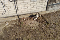 pieski szuczki kundelki