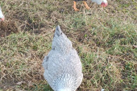 Kogut rasy wyandotte falista, srebrna