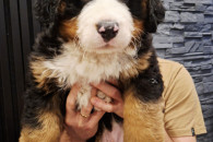 Berneński Pies Pasterki