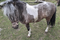 Sprzedam kuca ogiera