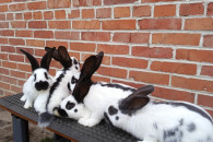 Króliki Olbrzym Srokacz