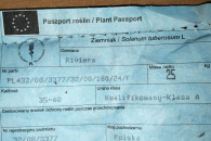 Sadzeniaki Riviera kal 3,5-5cm świeże