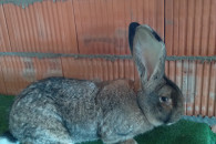 Belgijski Olbrzym Szary BOS samiec