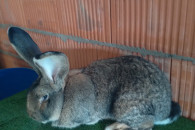 Belgijski Olbrzym Szary BOS samiec