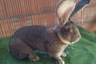 Belgijski Olbrzym Szary BOS samiec z rodowodem