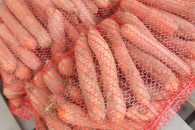 Marchew jadalna i paszowa