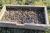 Kokony murarki ogrodowej