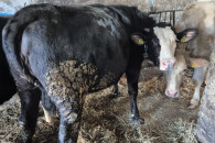 Jałówki wysokocielne