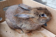 Królik - dorosły samiec