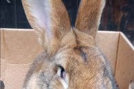 Królik - dorosły samiec