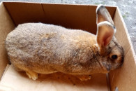 Królik - dorosła samica