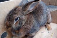 Królik - dorosła samica