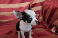 Piesek chihuahua
